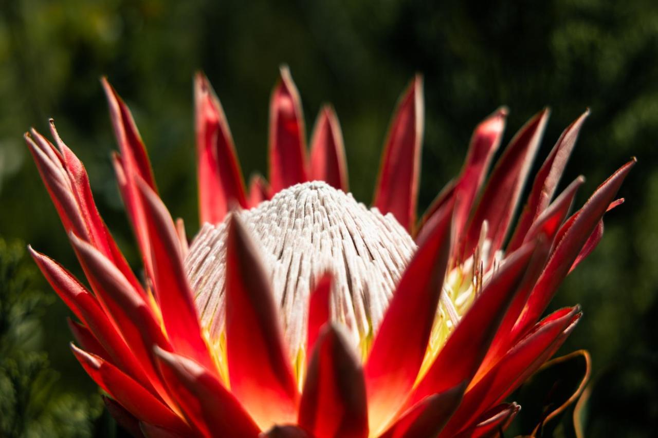 Highlandsview Villa Swellendam Dış mekan fotoğraf